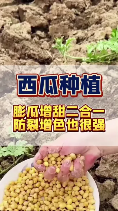 #助力三农 #西瓜种植 #西瓜管理 #膨大增甜