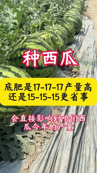 #������#����ݪֲ#����ݪֲ����#���ϵ׷� #����