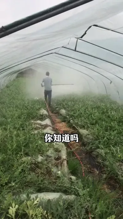 #西瓜种植#西瓜管理#西瓜高产#西瓜施肥#西瓜种植技术