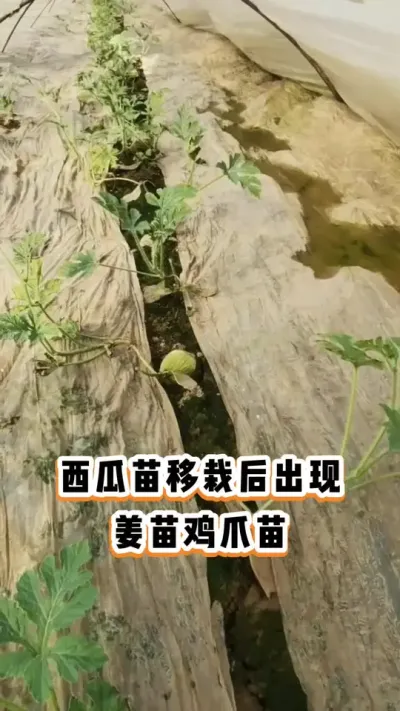 #����ݪֲ#����#����#����ݪֲ