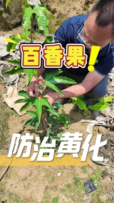 当你的百香果遭受到了&ldquo;黄化茏头&rdquo;的侵害，任何防治？360方案为您保驾护航。#百香果#三农#农业技术推广#苗期管理