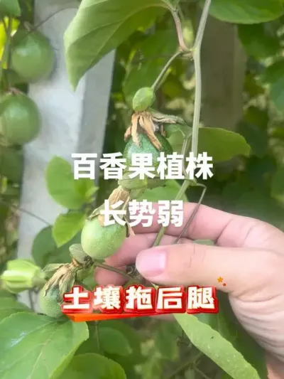 �����ֲ�곤�������������Ҫ�죡#�����ݪֲ #�ְ���� #�����ݪֲ���� #�ְ�����̳� #�ƽ�����