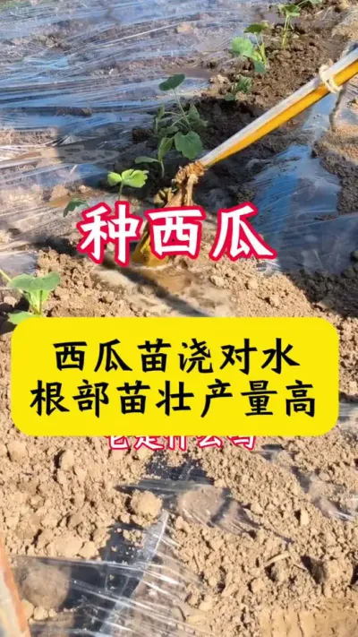 #����ݪֲ#����ݪֲ����#��������#������#����