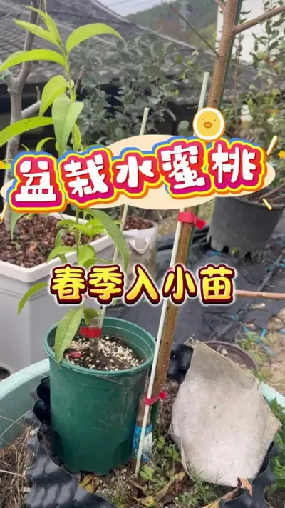 25��8�·��ֵ�����ˮ��������������ʵ���ʺϵ�ݪֲˮ����С���ʱ��Ӧ�������������Ǵ��죡#ˮ���� #���Թ��� #¥����԰ #����ˮ����#̨ũˮ����