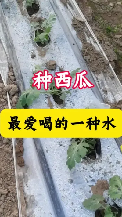 #����ݪֲ#���� #������#����ݪֲ����#������