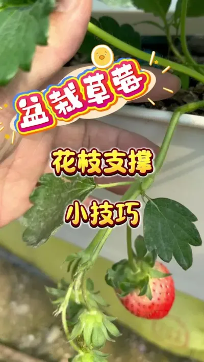 ��ݮ��֦֧��С����#���Բ�ݮ #�ֲ�ݮ #¥����԰ #��̨ݪֲ #��ݮ����