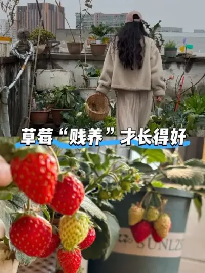 ¶̨ˢ�³ɲ�԰��Ҳ�Ǳ����ֳ���������? С¶̨ˢ�³ɲ�԰�����춼���ջ�Բ���������߲�?#��̨�ֲ�#��ʵ���ķ������� #���Բ�ݮ #�ֲ�ݮ #¶̨��԰