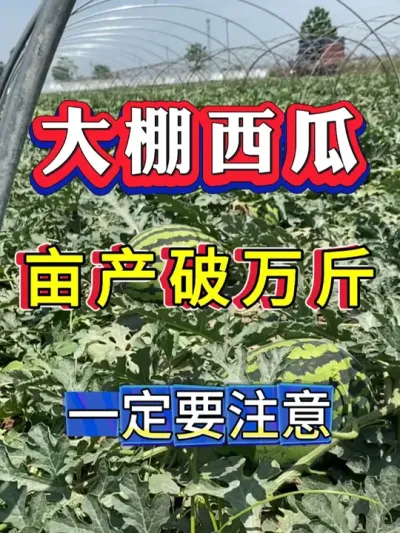 ����ݪֲ����ȫ���� #����ݪֲ #������ #����ݪֲ #�������� #8424����