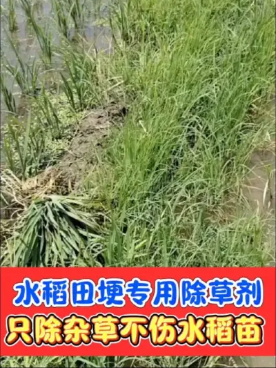 水稻田埂专用除草剂加强版 专除水稻田埂杂草，禾阔莎三除，剂量足效果好安全性高#水稻田埂专用除草剂 #水稻种植 #除草剂 #水稻 #农资肥料