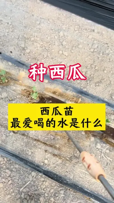 #����ݪֲ#����ݪֲ����#������#��������#����