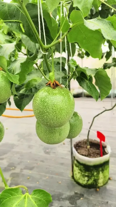 百香果连年翻倍种植，市场会不会不行了呢？#百香果价格 #种百香果 #黄金百香果种植技术