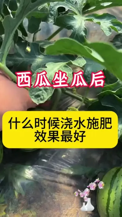 #种西瓜#西瓜种植#西瓜种植技术#西瓜病害#西瓜管理