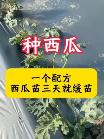 #����ݪֲ  #����ݪֲ����   #�������� #���� #������