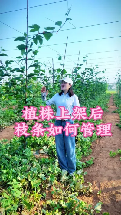 植株上架后我们如何管理枝条！#乡村守护人 #助力三农 #新农人计划 #百香果 #三农种植 @抖音小助手 @DOU+小助手