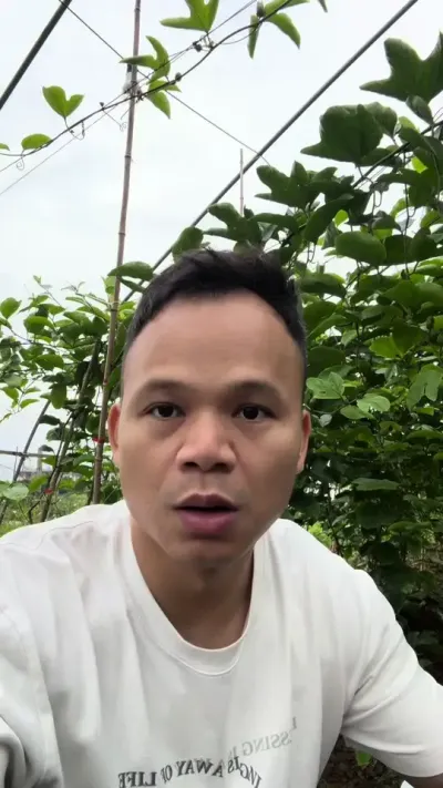 百香果黄化了，怎么去操作呢？#百香果种植技术 #黄金百香果钦蜜九号 #百香果种植