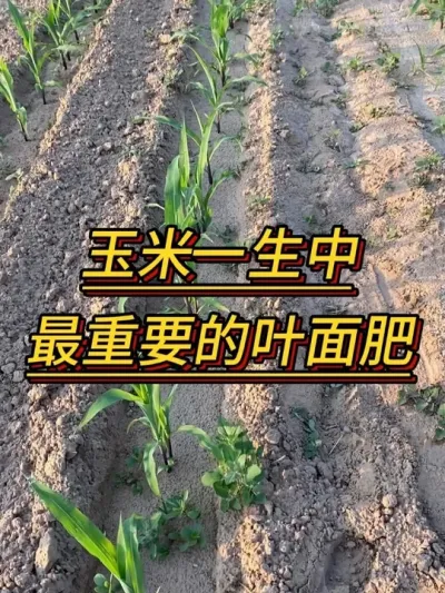 ����һ��������Ҫ��Ҷ���#����ݪֲ #��ũ #ũҵݪֲ #����ݪֲ #���׸߲� #������