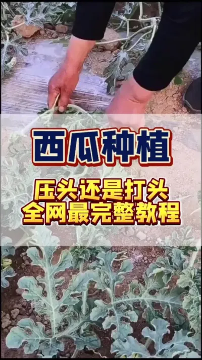 #西瓜种植 #西瓜管理 #病虫害防治 露天西瓜最全的种植教程及病虫害防治方法