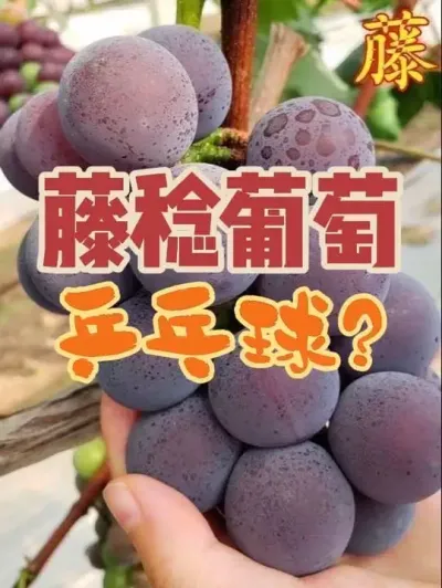 藤稔葡萄，听说能长到乒乓球大小，今年第一年，结了4串果。#藤稔葡萄