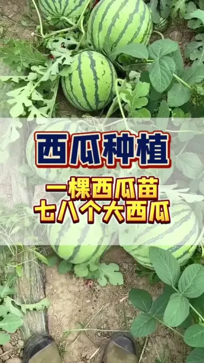 #西瓜种植 #西瓜管理 #增产增收 一棵西瓜苗，结出十几个大西瓜，掐头整蔓是关键。
