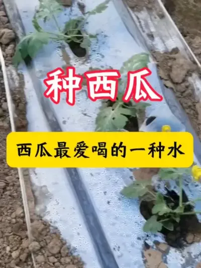 西瓜最爱喝的一种水 #西瓜种植  #西瓜种植技术   #西瓜移栽#西瓜管理 #种西瓜