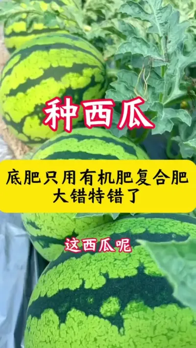 #西瓜种植 #种西瓜#西瓜种植技术#西瓜底肥#西瓜