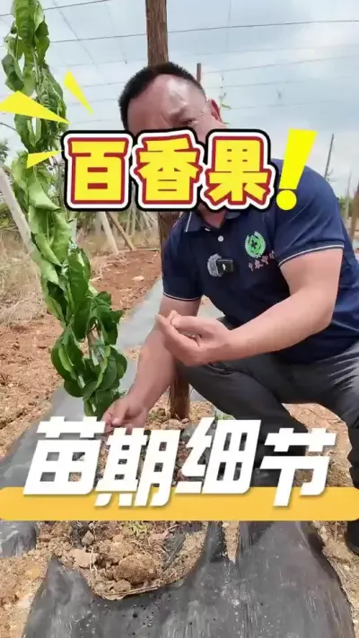 百香果苗期细节分享#百香果#三农#农业技术推广#农业法哥