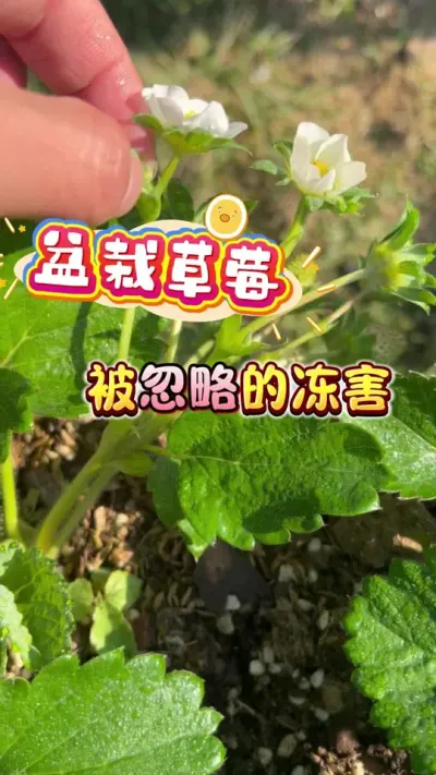 ���Բ�ݮ�����ԵĶ���#��ݮݪֲ #���Բ�ݮ #��ݮ����