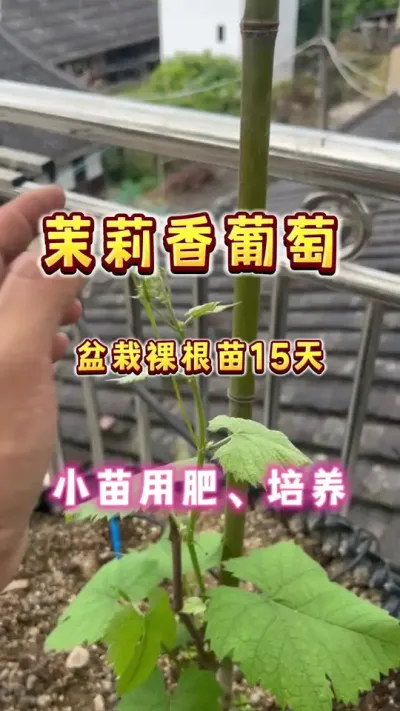 刚定植的盆栽葡萄小苗，用肥和枝条培养#楼顶果园 #盆栽葡萄 #内容启发搜索  #葡萄自由