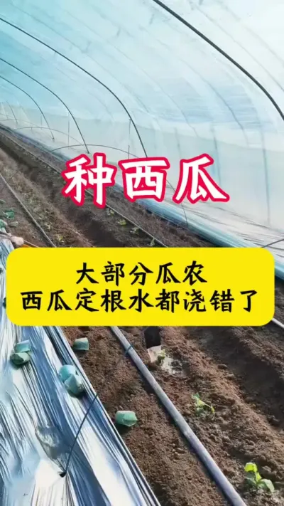 #西瓜种植#种西瓜#西瓜种植技术#西瓜#西瓜移栽