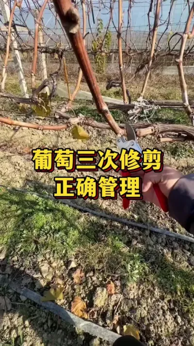 ���������޼���׼ȷ����#ũҵݪֲ #����ũ��Ʒ #��ũ