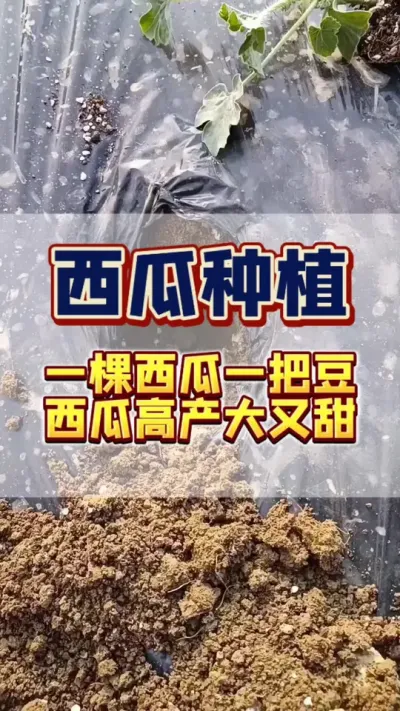 #西瓜管理 #增产增收才是硬道理 #西瓜种植 #膨大增甜 一棵西瓜一把豆