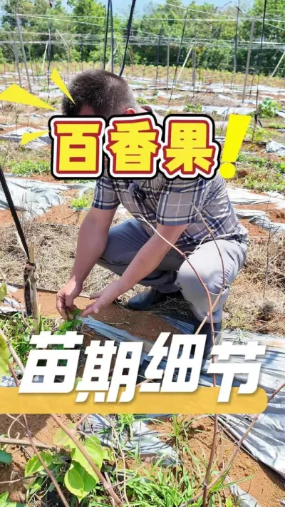 百香果想要种的好，苗期细节很重要#百香果#三农#农业技术推广#农业法哥