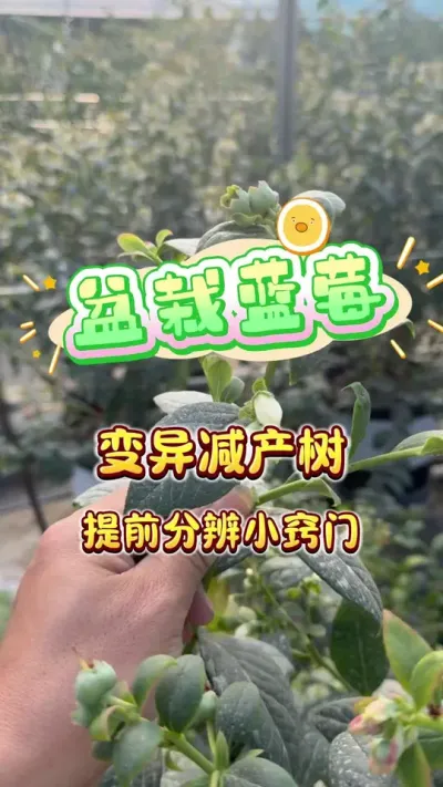 �����Ҳ��������������ݮ�������������ܳ�����#������ݮ#¥����԰#��ͥݪֲ #ݪֲС����