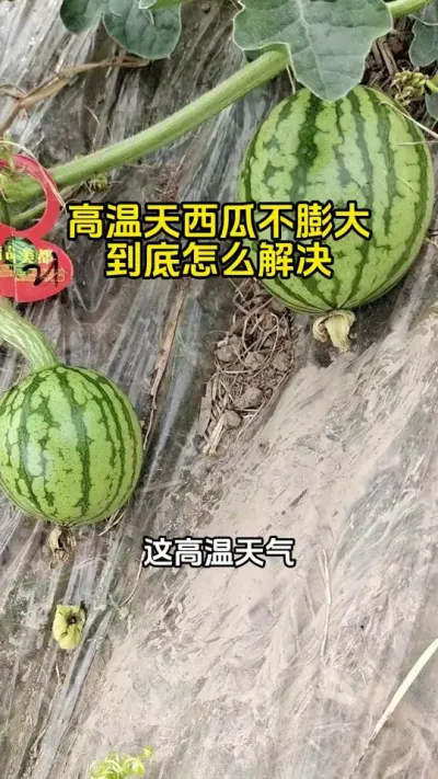 高温天西瓜膨大增甜 #西瓜种植 #西瓜管理 #西瓜膨大#西瓜增甜#西瓜种植技术