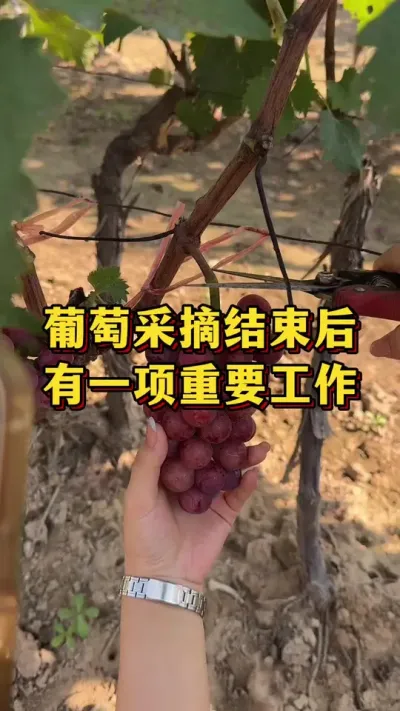 ���Ѳ�ժ���º�����һ����Ҫ����#����ݪֲ #����ݪֲ #������