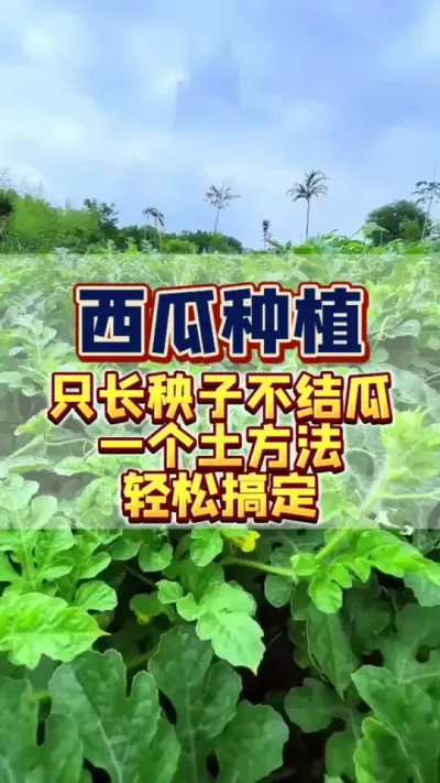 #助力三农 #种植技术 #西瓜管理#西瓜种植 #病虫害防治