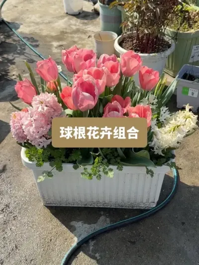 历时4个月，从种植到开花，春季球根花卉种植组合 #种植小技巧 #花卉绿植 #郁金香 #洋水仙 #风信子