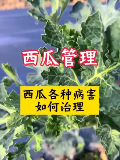 #������ #����ݪֲ #����ݪֲ���� #���Ϲ��� #���溦����