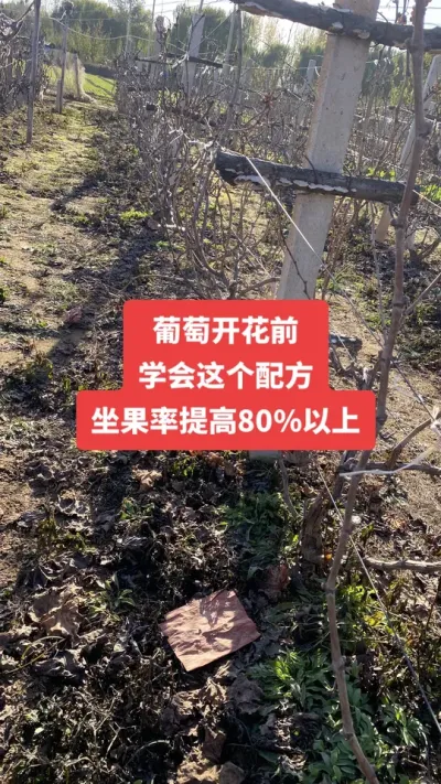 �����Ż�ǰѧ������䷽������80%����#�����Ż�#����ݪֲ#��������