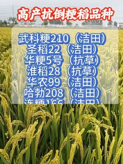 ����߲���������Ʒ�� #ˮ��ݪֲ #ˮ������ #ˮ������ #ˮ�� #��ũݪֲ