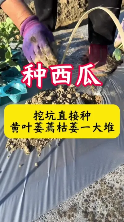 #������ #����#����ݪֲ#����ݪֲ����#��������