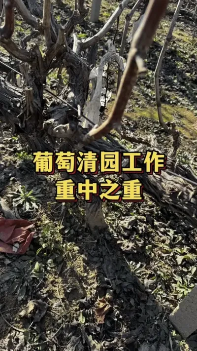 ������԰����������֮��#����ݪֲ #ݪֲ���� #����