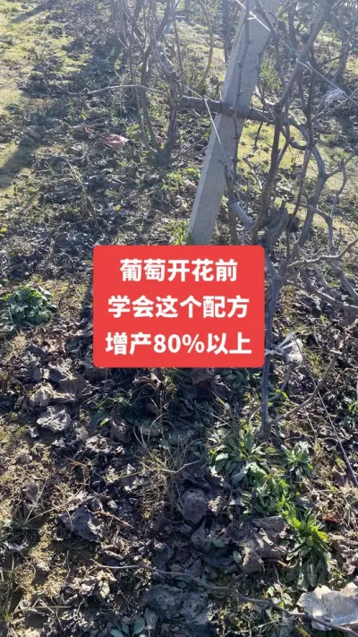 �����Ż�ǰ��ѧ������䷽������80%����#�����Ż�#����ݪֲ#���Ѹ߲�