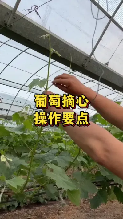 ����ժ���������ص�#ũҵݪֲ #����ũ��Ʒ #��ũ