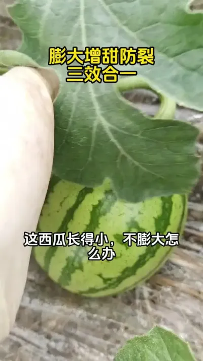 西瓜安全快速膨大增甜 #西瓜膨大#西瓜增甜#西瓜高产#西瓜种植#西瓜管理