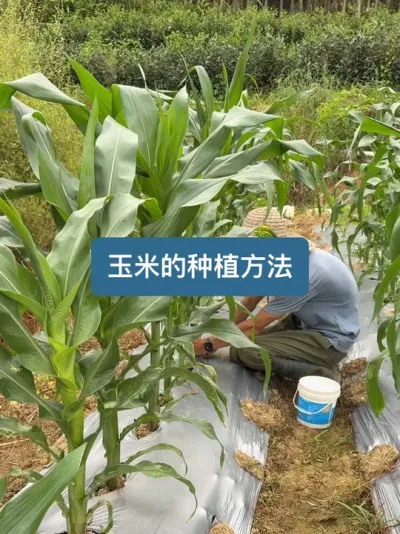 ��ʱ��ʮ�����������ӵ��ջ�����������ݪֲ���� #��ũ #ݪֲС���� #���� #���ƺóԵ���ʳ