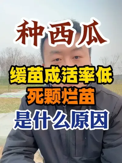 种西瓜缓苗成活率低死颗烂苗是什么原因 #西瓜种植 #西瓜种植技术 #种植小技巧 #传播农业小知识