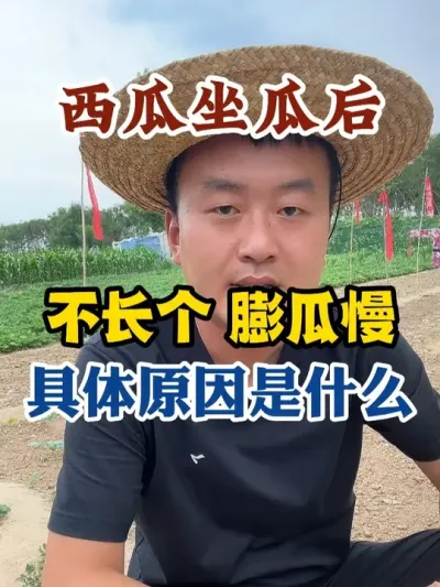 西瓜坐瓜后不长个膨瓜慢具体原因是什么 #西瓜种植 #农业种植 #种植小技巧 #传播农业小知识 #分享农业知识帮农民增产增收