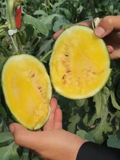 2026��4��1��ԥ�ղʺ�˺��������ĳǲ���½����Ӧ���߶�������������ڹ���������ģ��ݪֲ���غ���ݪֲ��#�ʺ�˺� #�ʺ����� #ԥ������ #��������� #��ȿ����