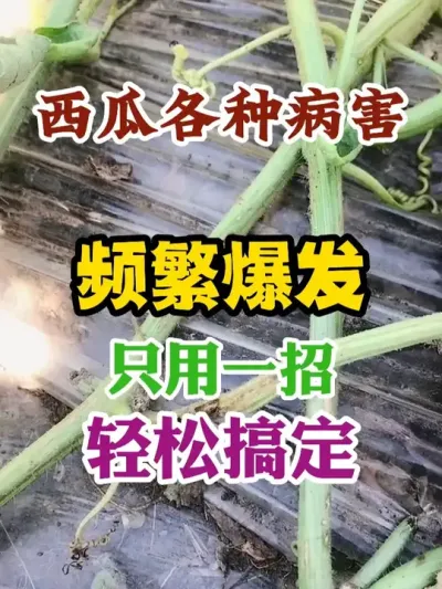 西瓜各种病害频繁爆发只用一招轻松搞定 #西瓜种植 #农业种植 #种植小技巧 #传播农业小知识 #分享农业知识帮农民增产增收